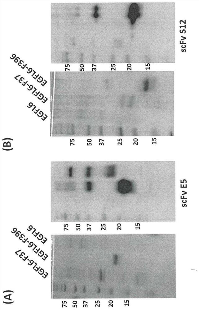 Anti-egf like domain multiple 6 (EGFL6) antibodies and their applications in cancer diagnosis and treatment