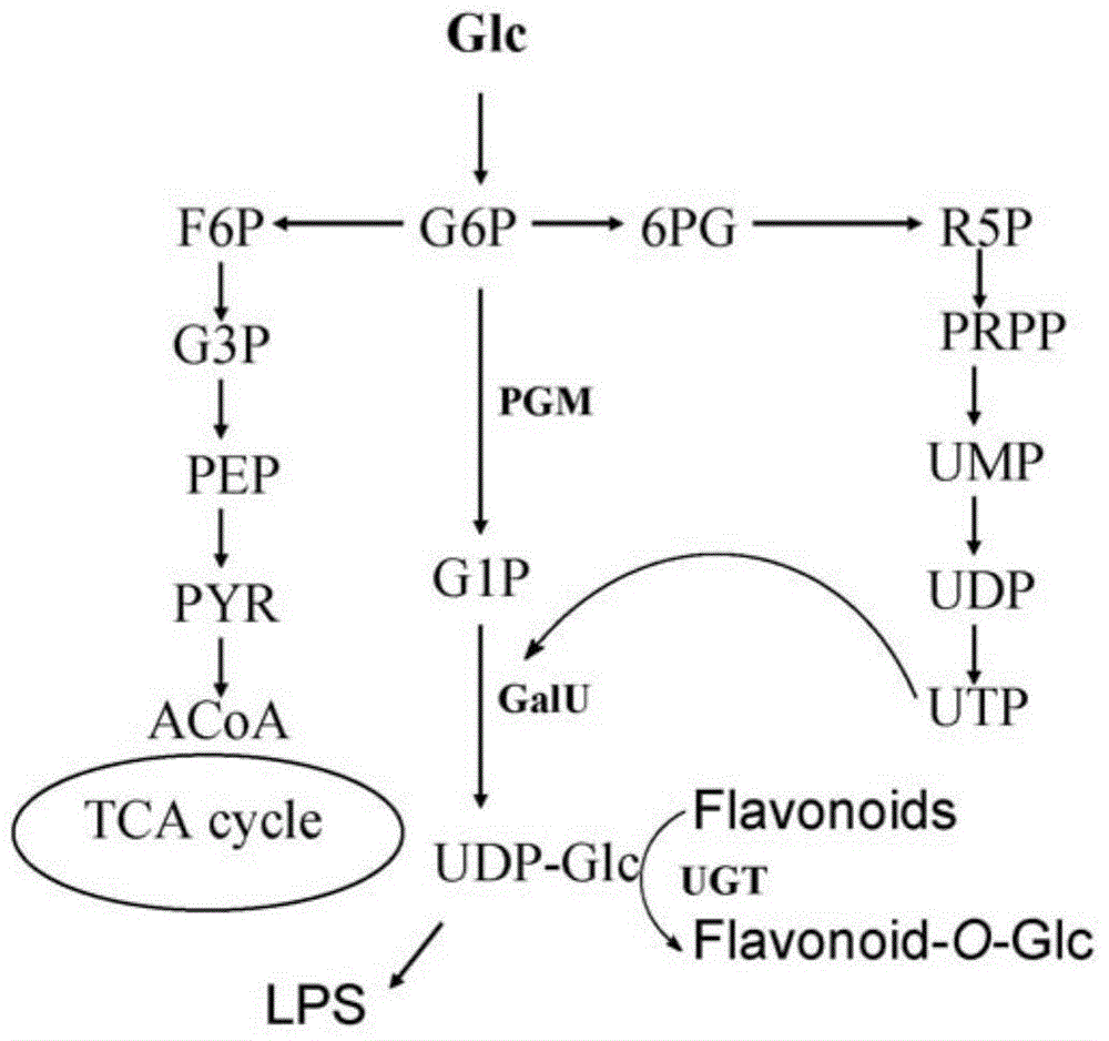 Genetically engineered bacterium used for biological catalysis of glucosidation of flavonoids