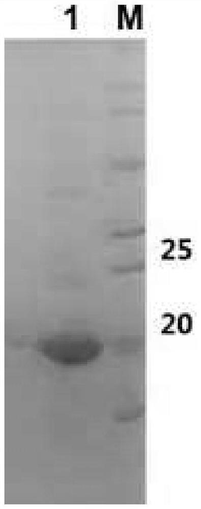 A fusion protein, a subunit vaccine of toxoplasma gondii and vaccine composition thereof