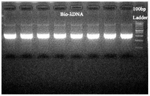 Plasma cfDNA globality methylation detection method and application