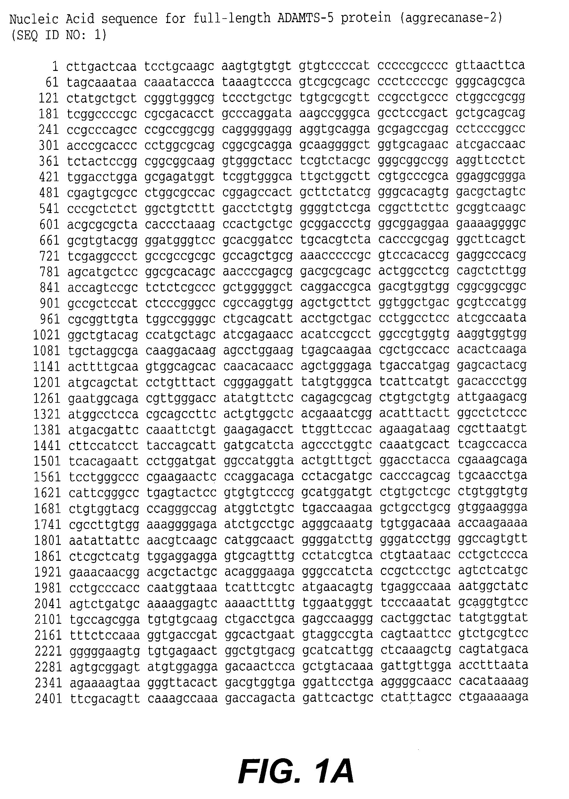 Truncated aggrecanase molecules