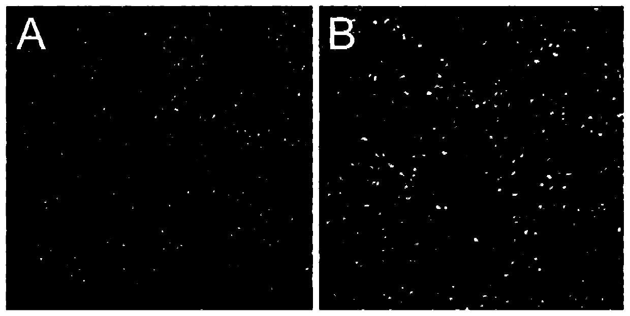A bovine viral diarrhea virus-like particle and its construction method and application