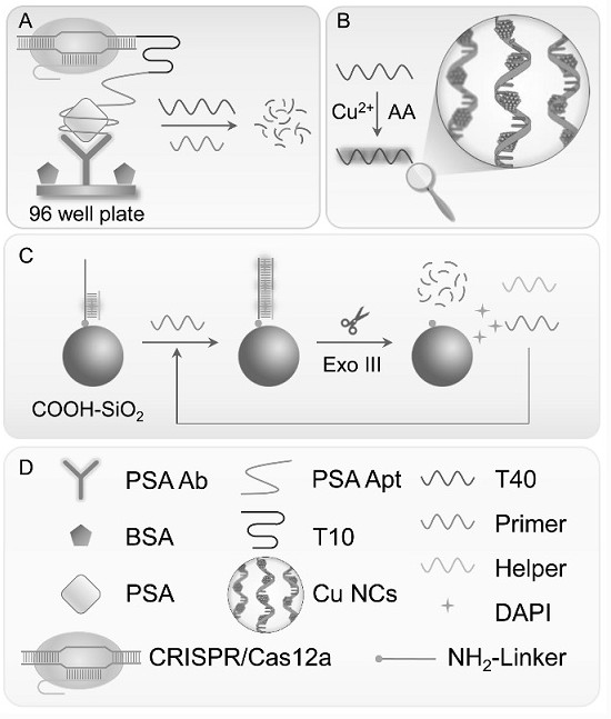 Label-free ratio fluorescence type antigen detection method