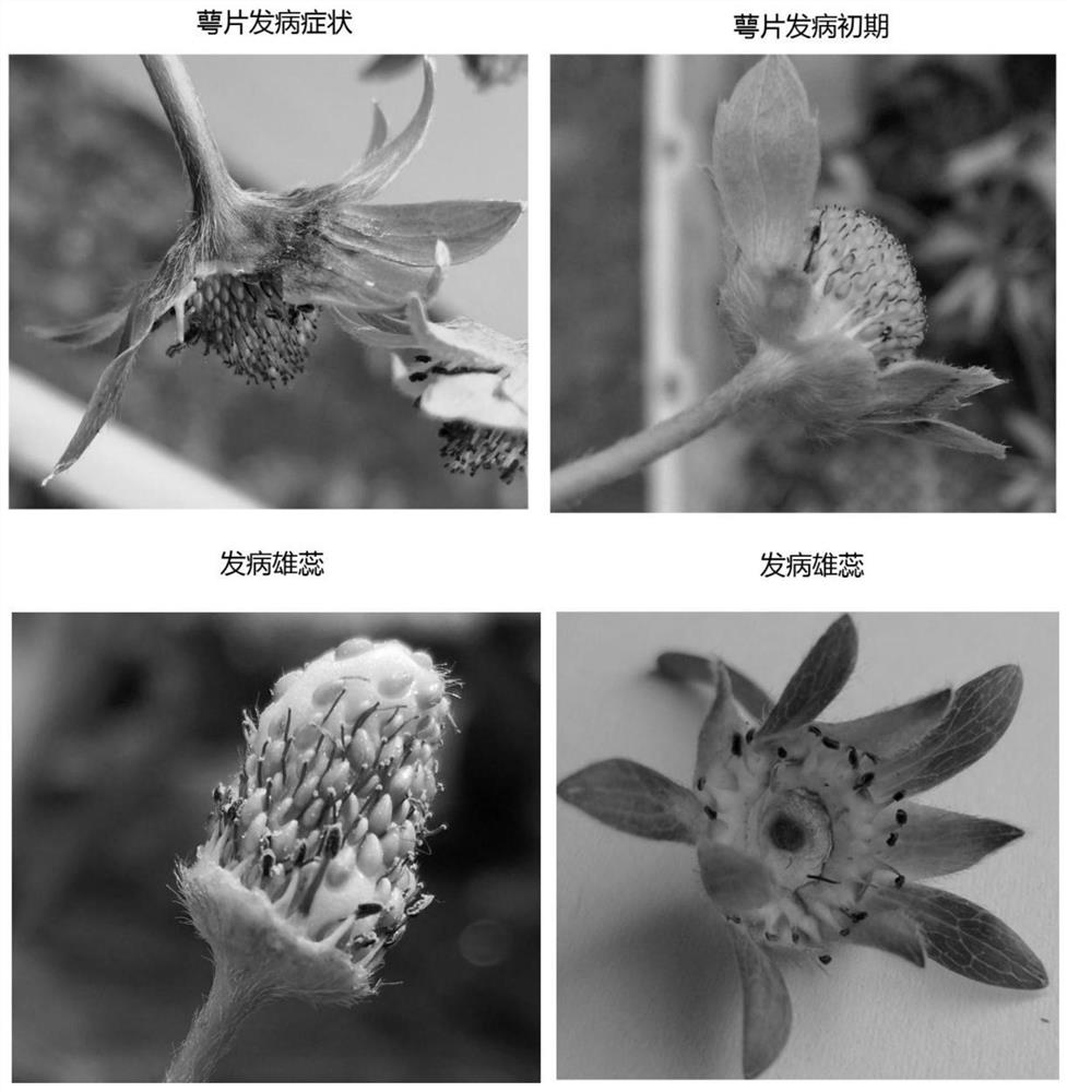 A method for evaluating the resistance of strawberry stamens to botrytis cinerea