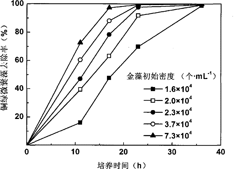 Culture method of golden algae and application thereof in controlling water-bloom algae aspect