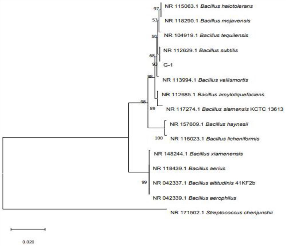 Bacillus subtilis G-1 for producing organic acid and application thereof