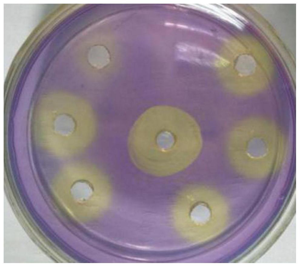 Bacillus subtilis G-1 for producing organic acid and application thereof