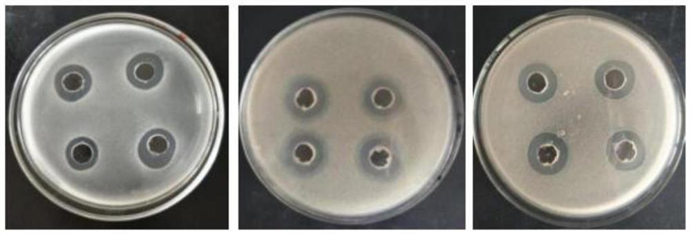 Bacillus subtilis G-1 for producing organic acid and application thereof