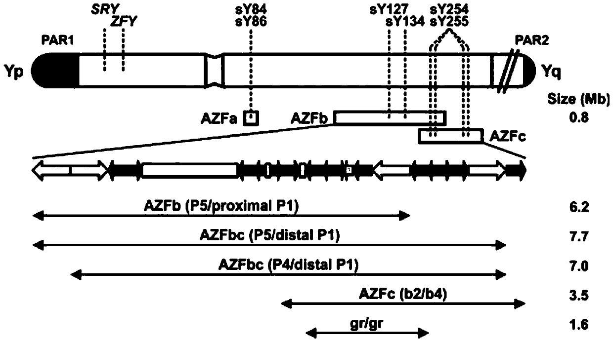 Amplification composition for Y chromosome microdeletion detection and kit thereof