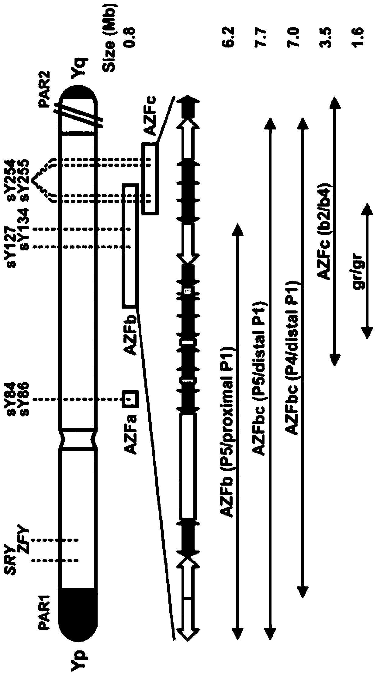 Amplification composition for Y chromosome microdeletion detection and kit thereof