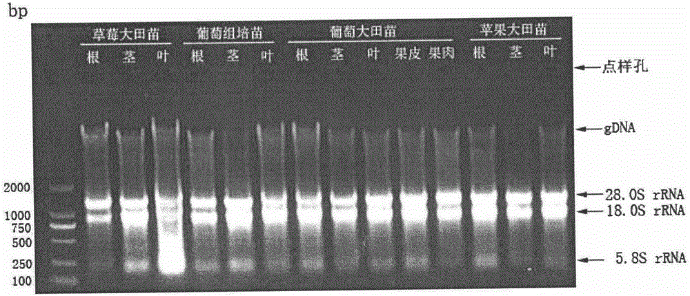 Efficient and stable fruit tree RNA extraction method