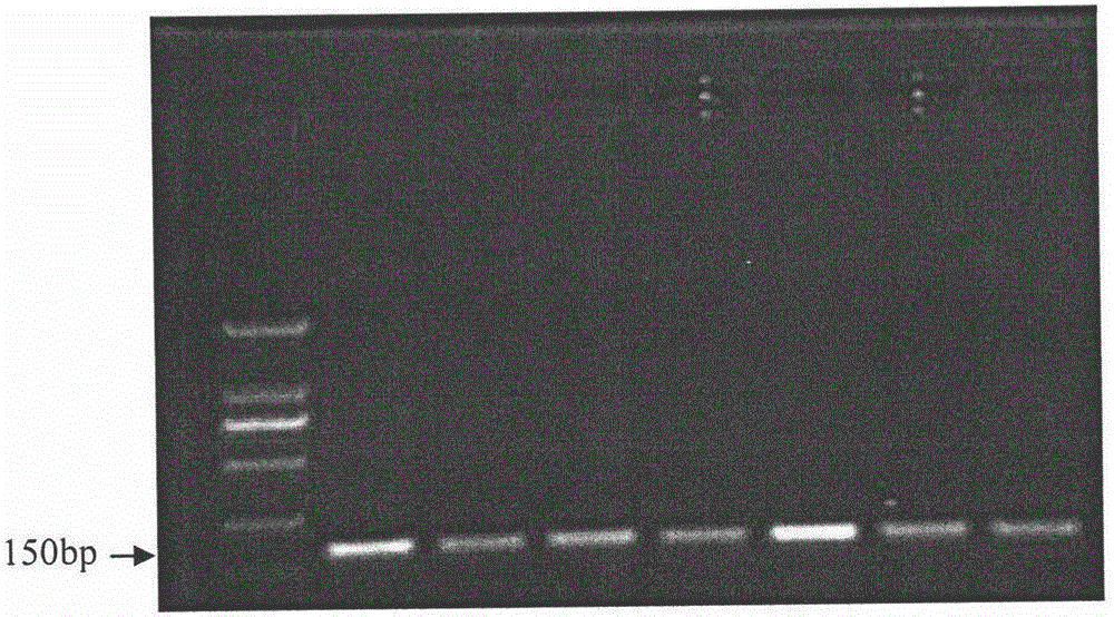 Efficient and stable fruit tree RNA extraction method