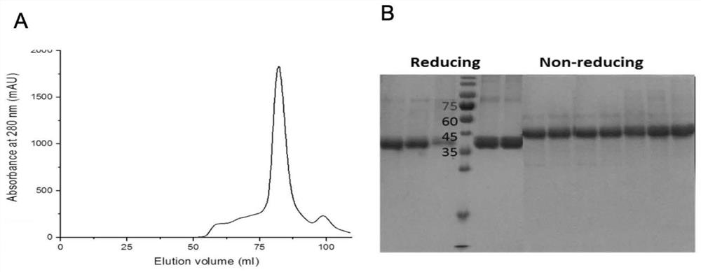 Antibody aiming at yellow fever virus NS1 protein and application thereof