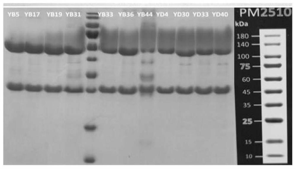 Antibody aiming at yellow fever virus NS1 protein and application thereof