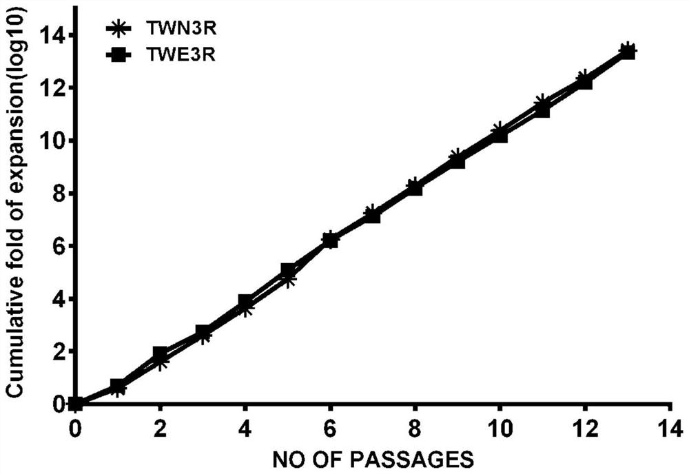 Preparation method of human feeder layer cells capable of supporting growth of human embryonic stem cells