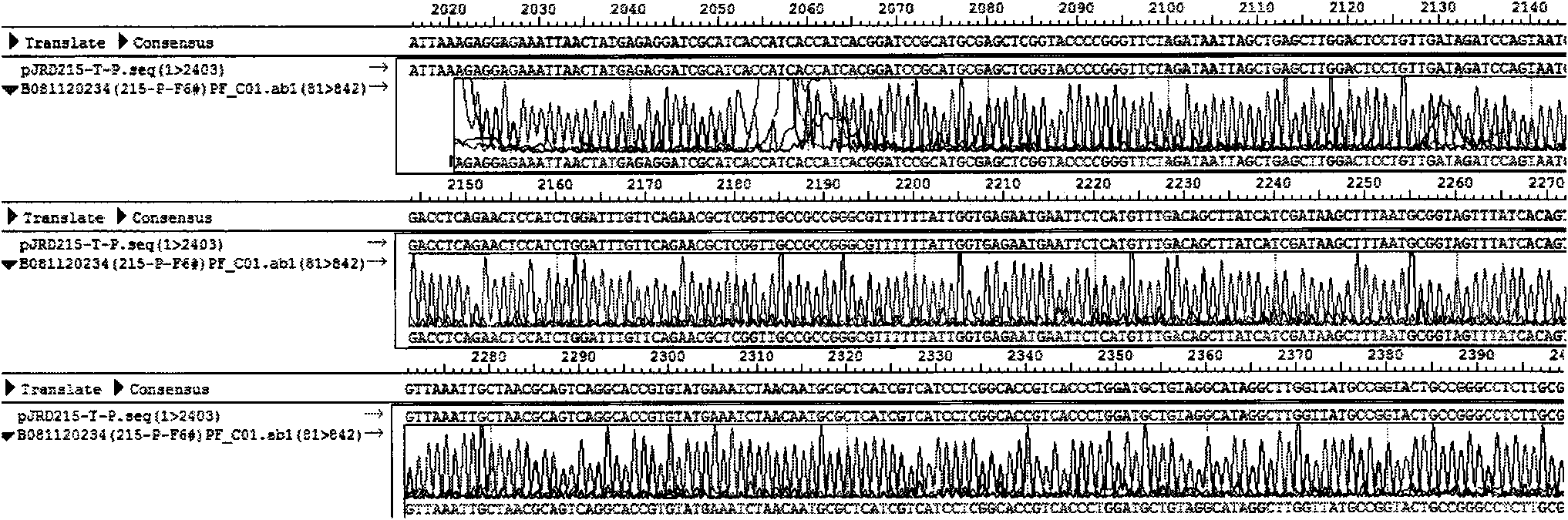 Preparation method of acidithiobacillus ferrooxidian genetic engineering strain with quick growth speed and strong uranium and heat resistance capacities as well as application thereof