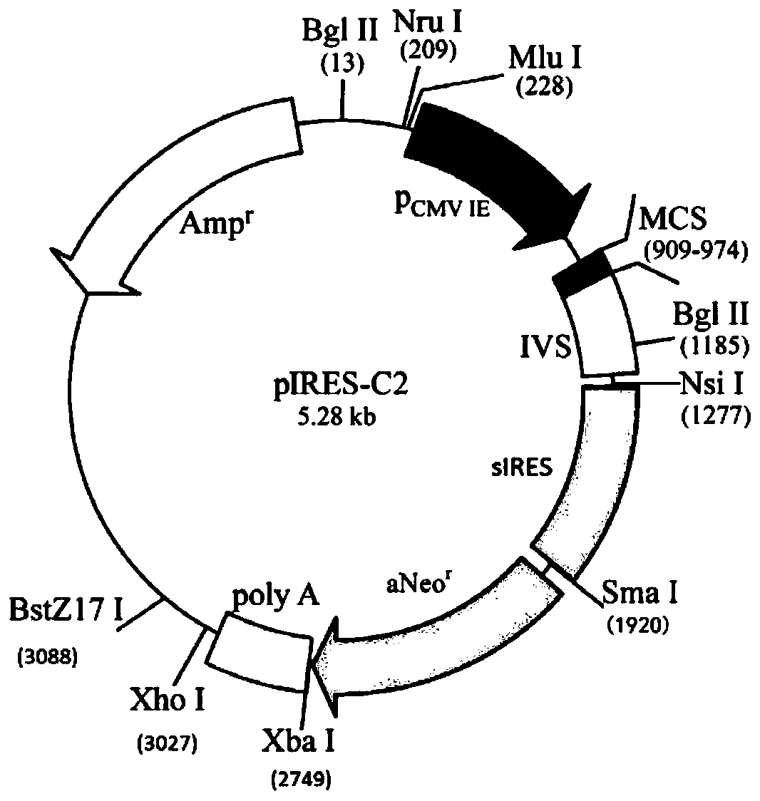 Bicistronic expression vector, expression system, preparation method and application