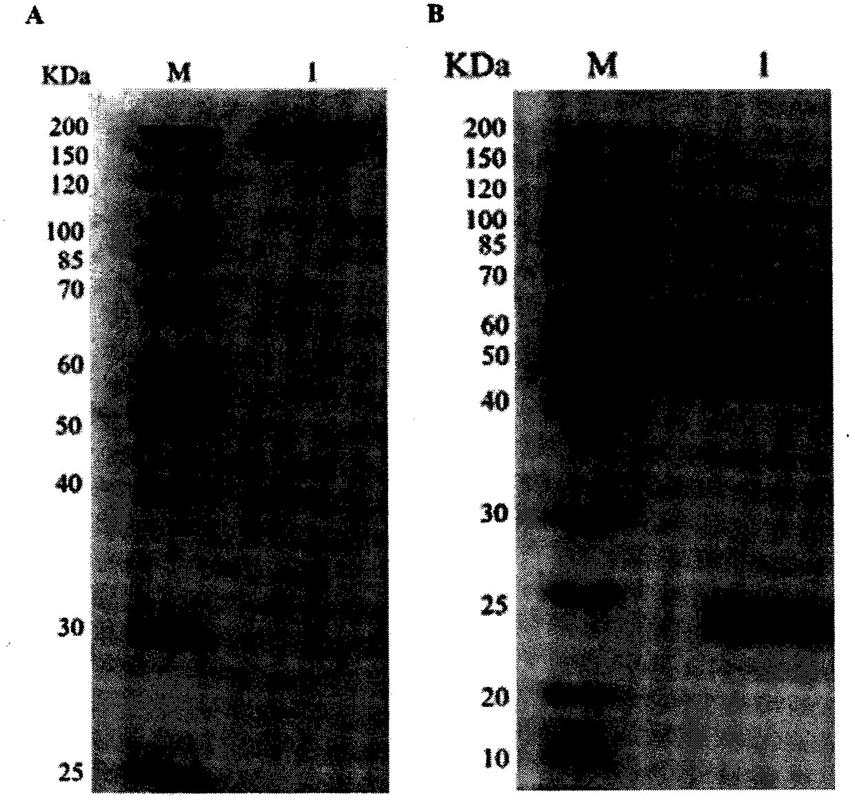 Anti-PD-1 monoclonal antibody and application thereof