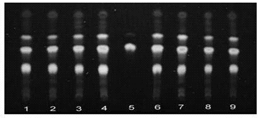 TLC (Thin layer chromatography) rapid identification method for cacumen biotae