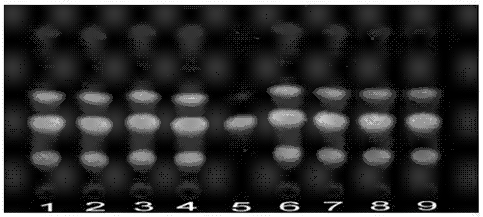 TLC (Thin layer chromatography) rapid identification method for cacumen biotae