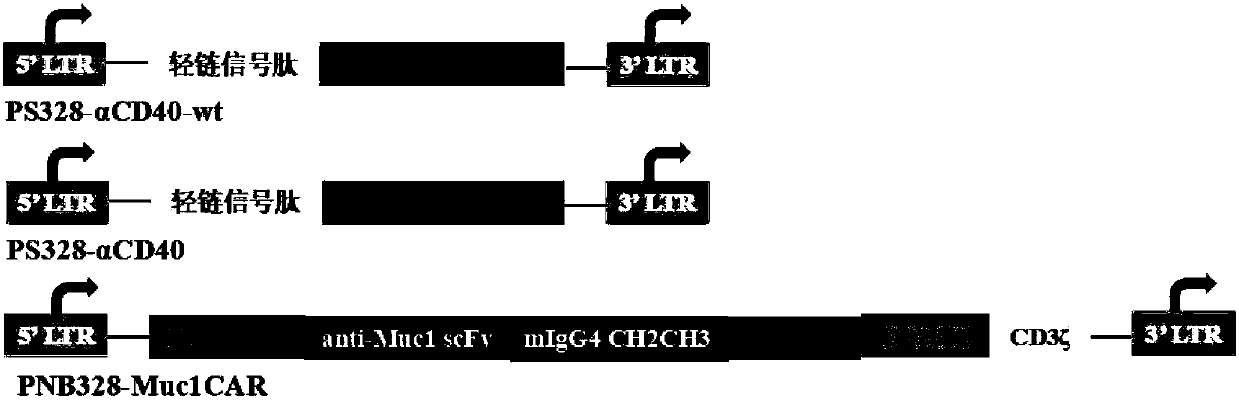 T cell comprising CD40 antibody and muc1-specific chimeric antigen receptor gene and use thereof