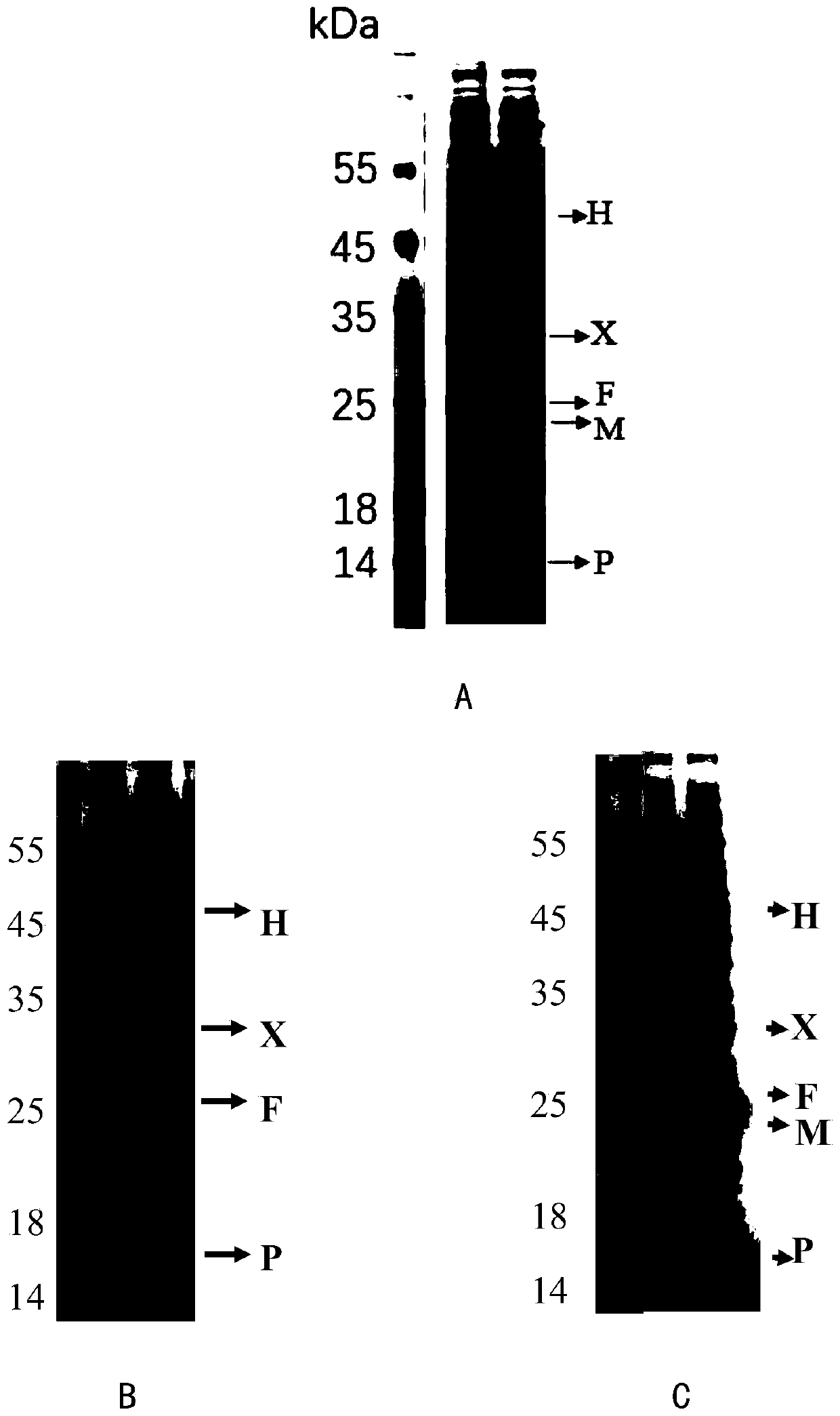 Recombinant escherichia coli for producing N-acetyl-5-hydroxytryptamine, and construction method and application of recombinant escherichia coli