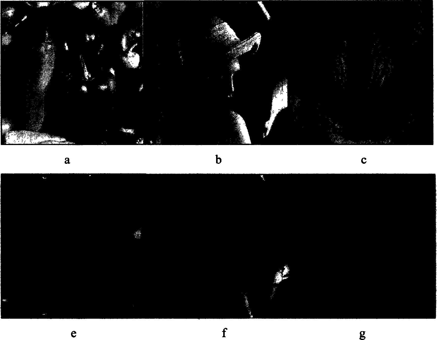 Synchronous self-adaptable watermark method based on image continuity