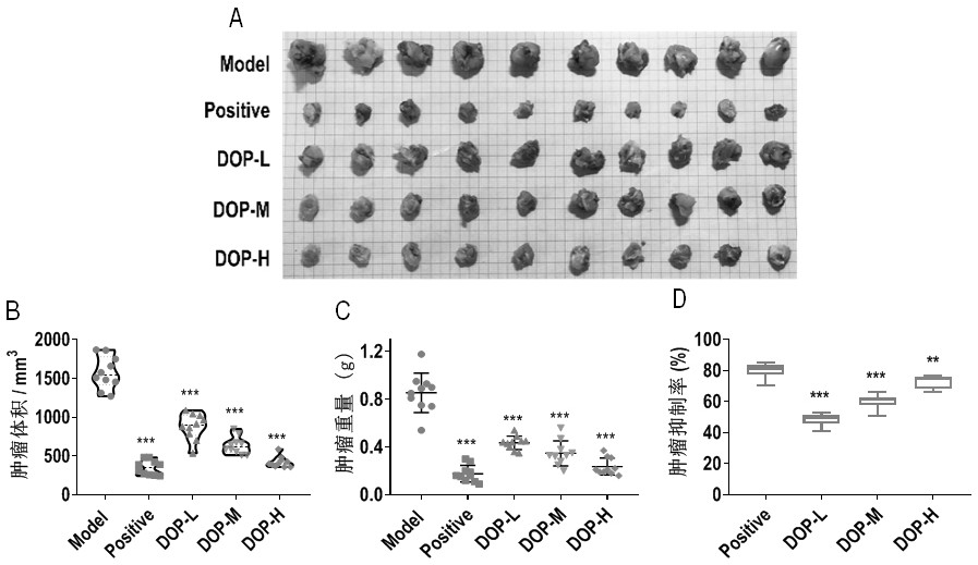 Application of dendrobium officinale polysaccharide in preparation of drug for treating tumors by targeting tumor-associated macrophages