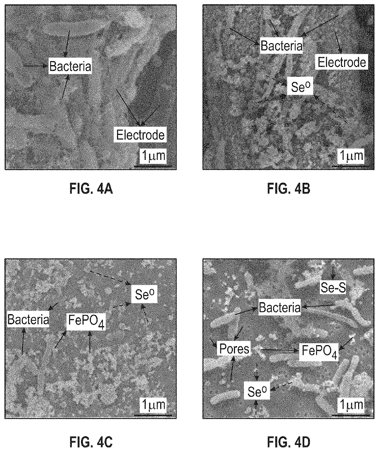 Reactors and methods for producing and recovering extracellular metal or metalloid nanoparticles