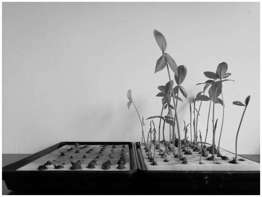 A Soilless Floating Seedling Cultivation Method for Pinellia Pinellia