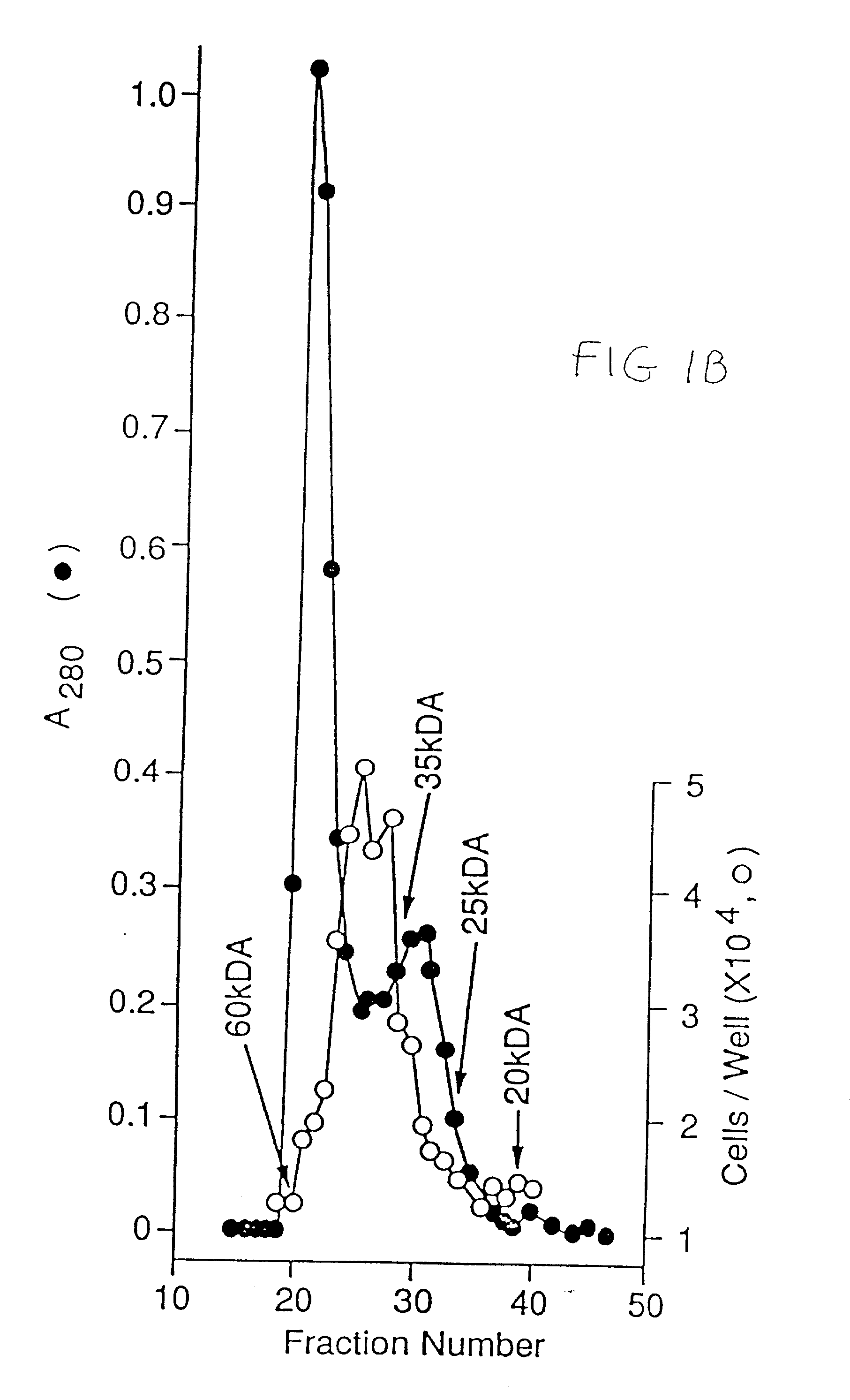 Endothelial cell growth factor, methods of isolation and expression