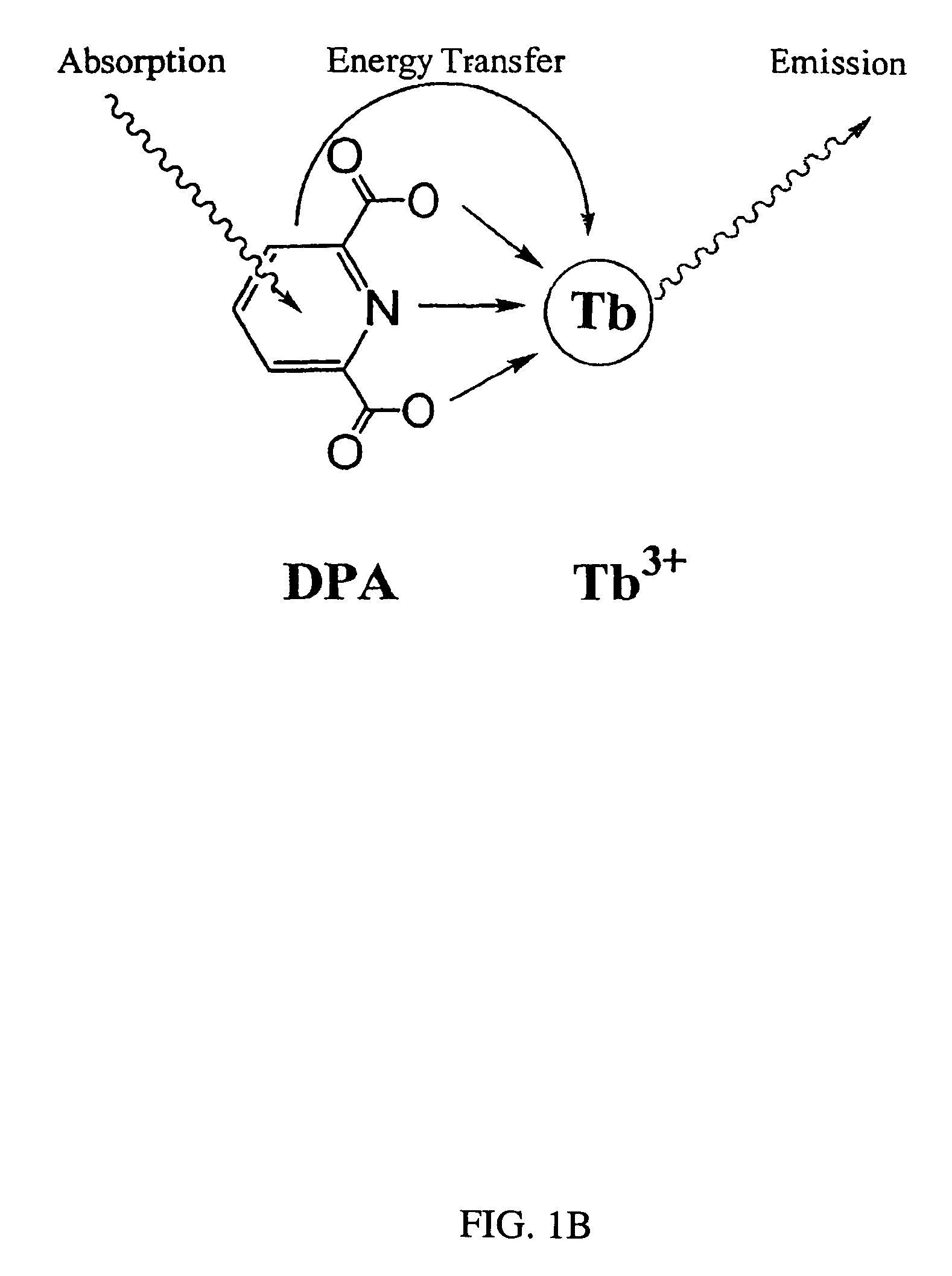 Method and apparatus for detecting and quantifying bacterial spores on a surface