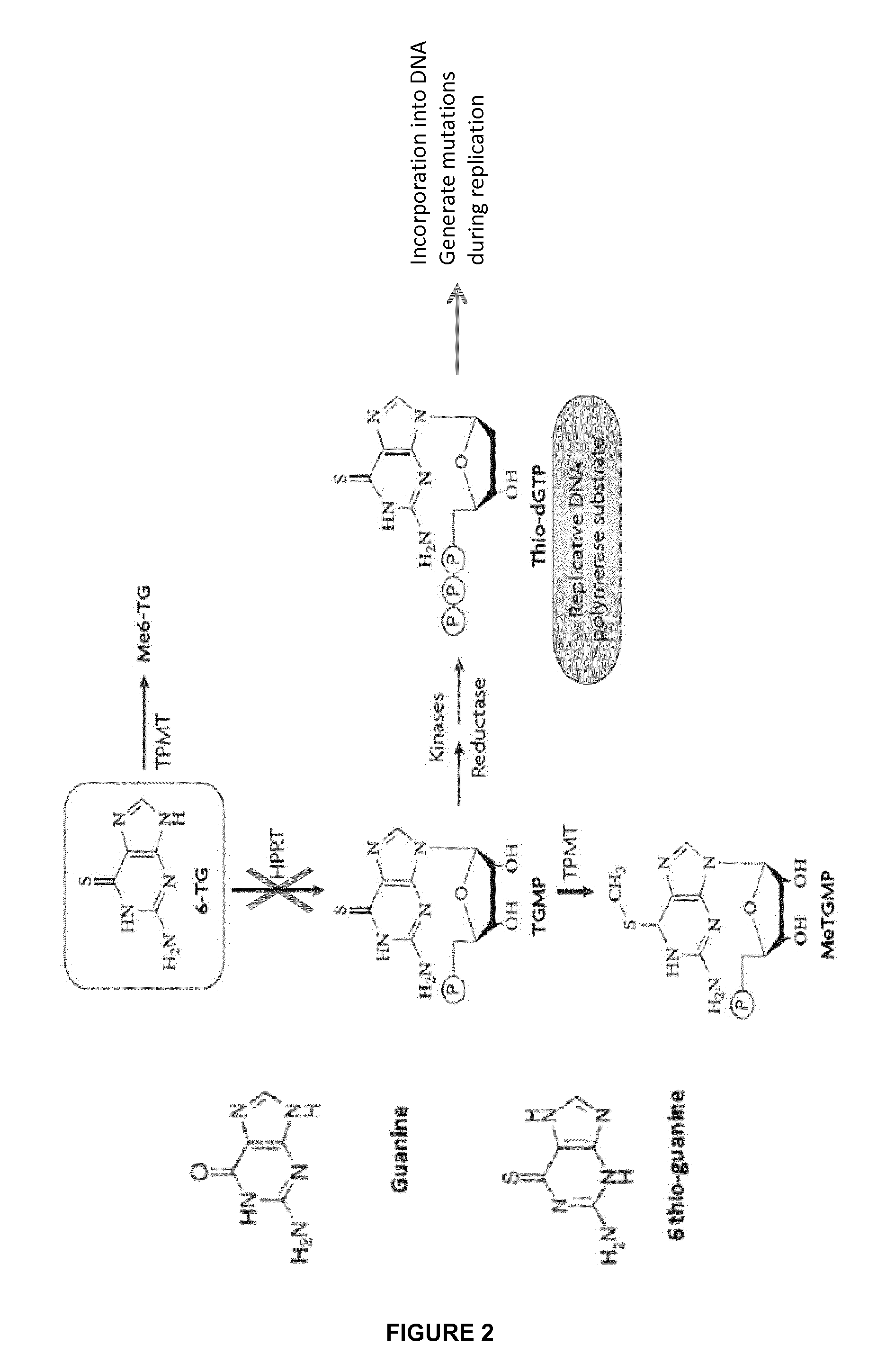 Method of engineering chemotherapy drug resistant t-cells for immunotherapy