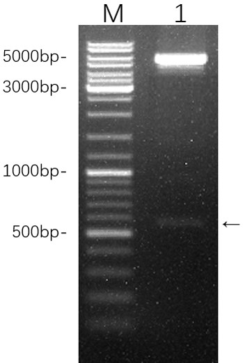 Codon-optimized danio rerio g-type lysozyme-1 gene and recombinant expression protein thereof