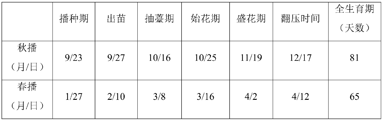 Planting method of Brassica napus Youfei No.1