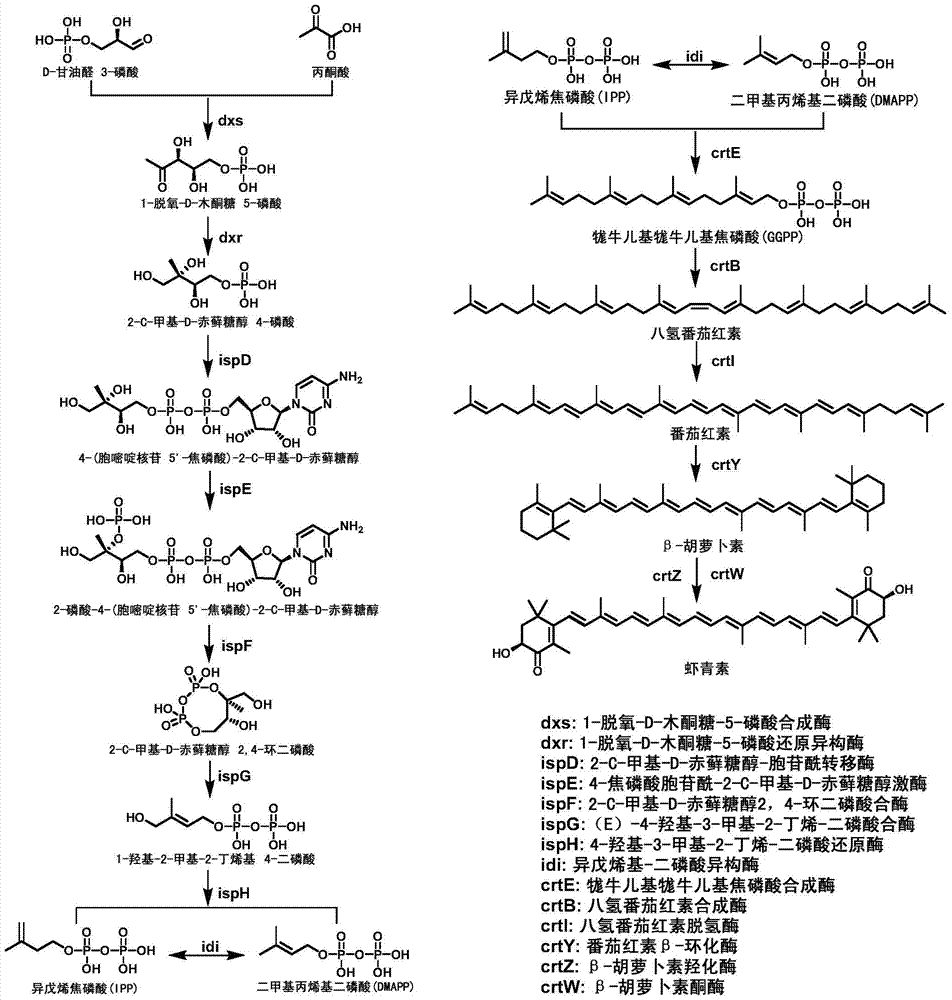 Astaxanthin synthase of Sphingomonas and its encoding gene and method for genetic manipulation of Sphingomonas