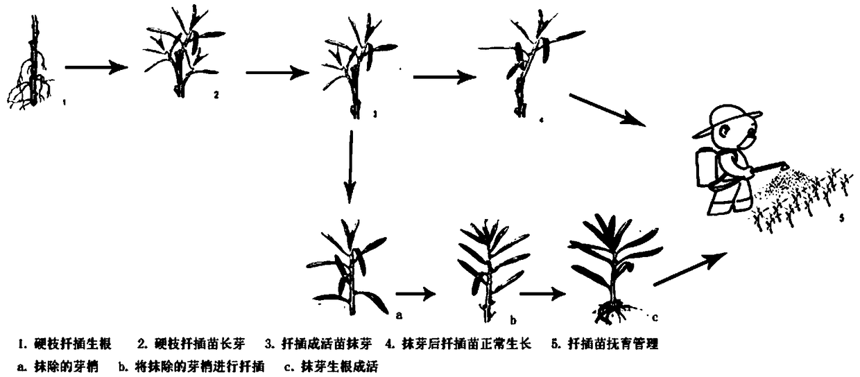 Cuttage seedling method for hippophae rhamnoides hard branch