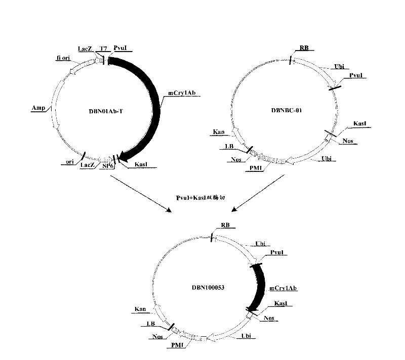 Insecticide gene and application thereof