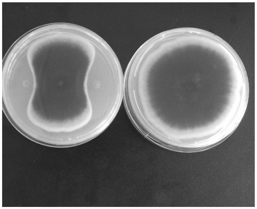 Method for promoting growth and disease resistance of vegetables by using paenibacillus polymyxa AF01