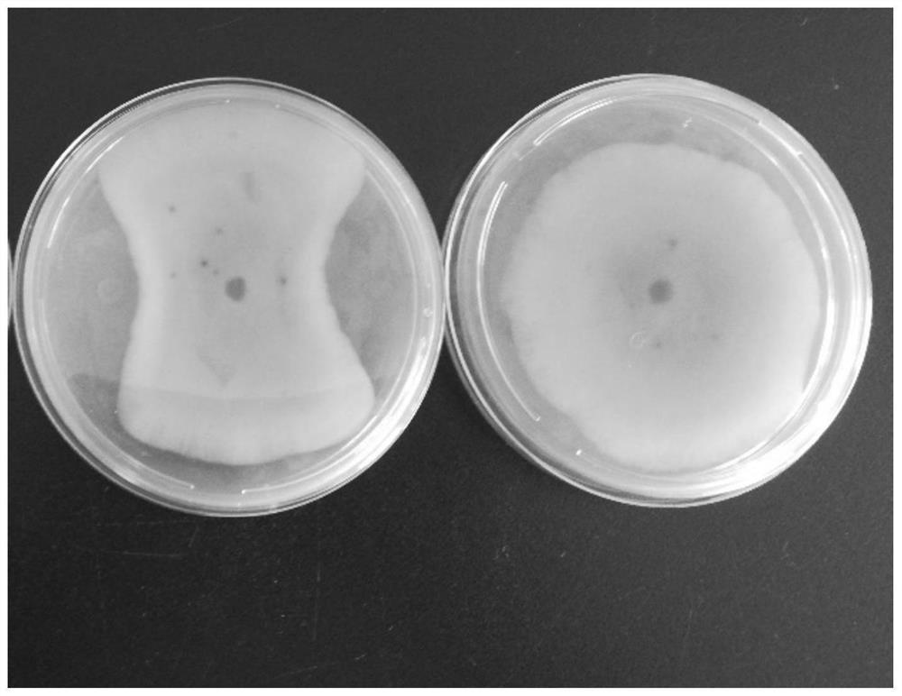 Method for promoting growth and disease resistance of vegetables by using paenibacillus polymyxa AF01