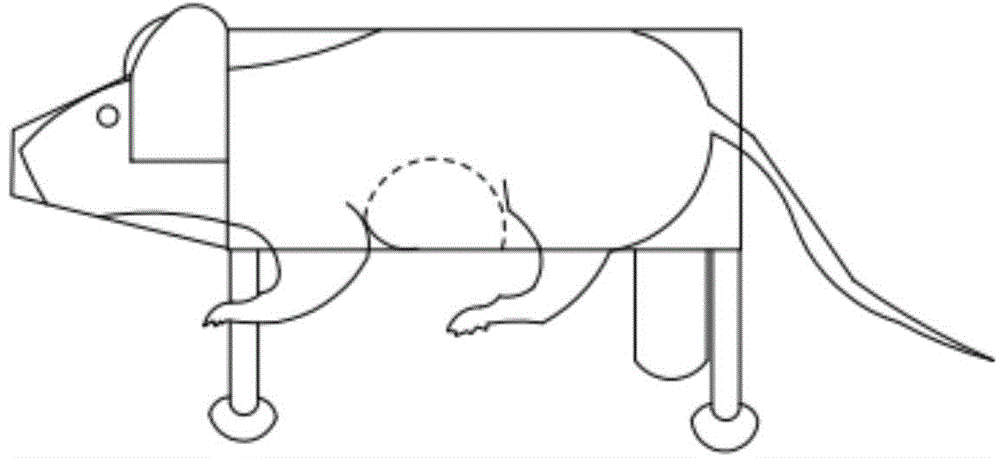 Rat fixing device for acupuncture