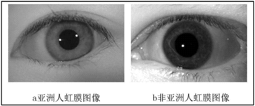 Iris image classification method based on depth learning characteristics and Fisher Vector coding model