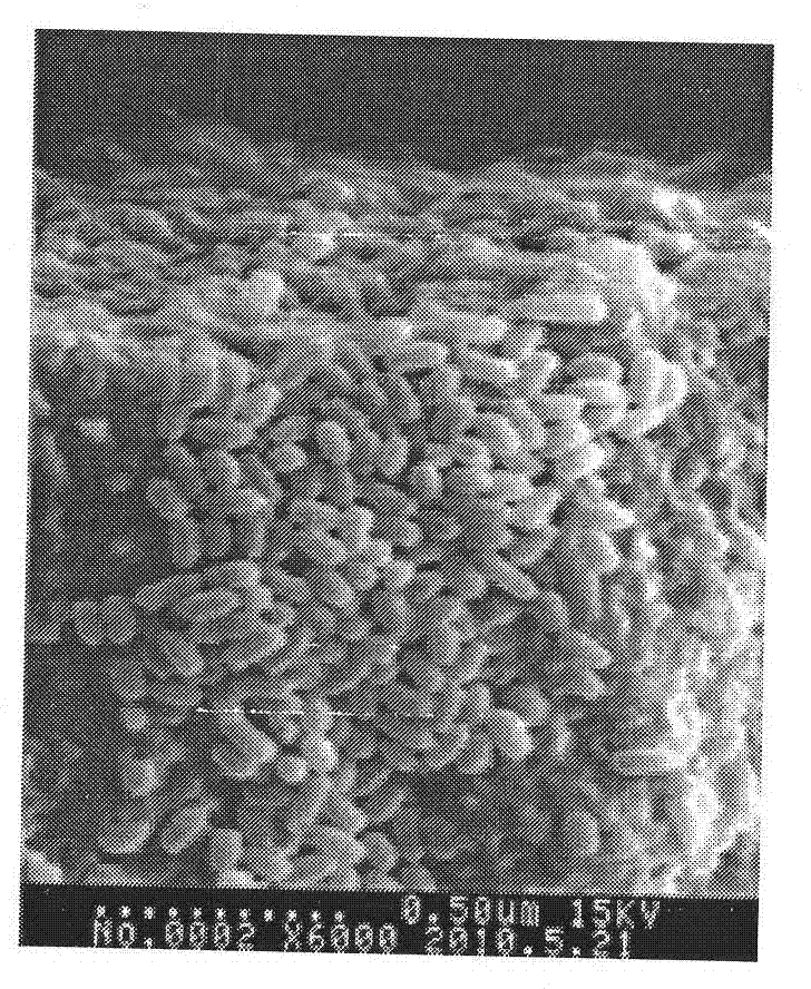 Pseudomonad DA10 bacterial strain and obtaining method and application thereof