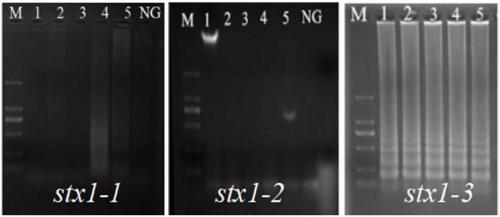Primers, kit and method for detecting Escherichia coli Shiga toxin I by PSR (polymerase spiral reaction)