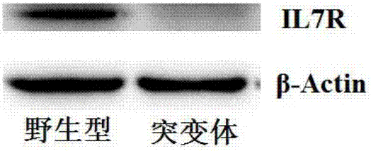 Preparation of IL7R gene-deleted zebra fish mutant and application thereof