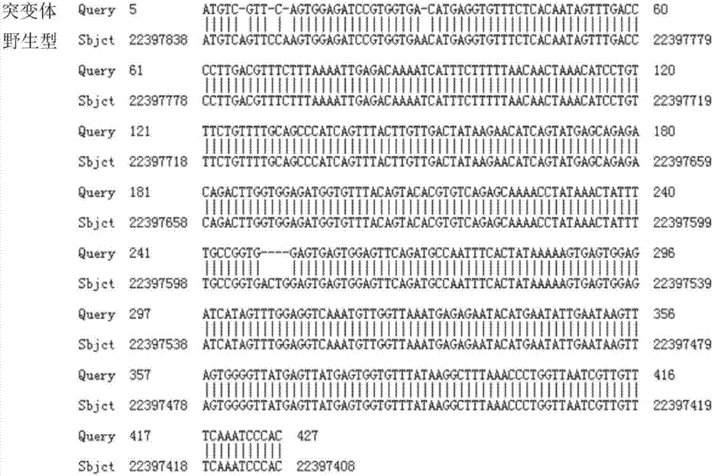 Preparation of IL7R gene-deleted zebra fish mutant and application thereof