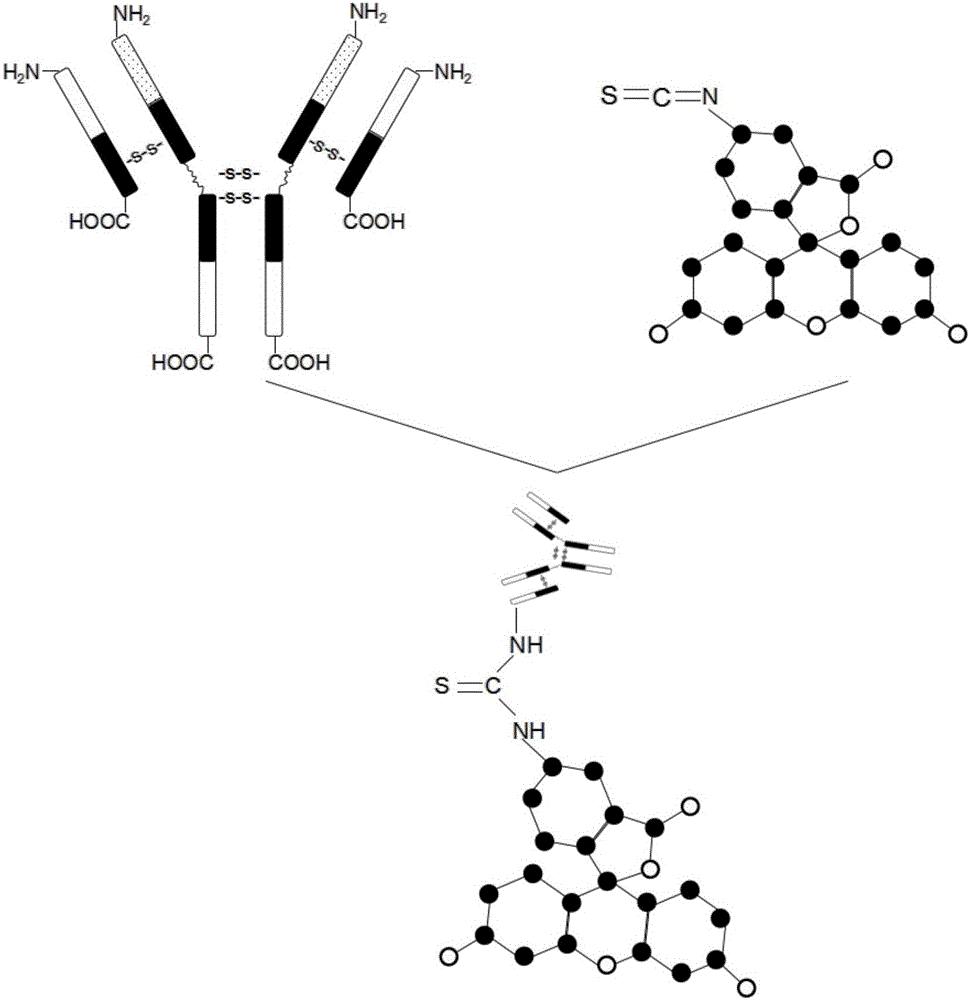 Method for detecting protein based on graphene sensor