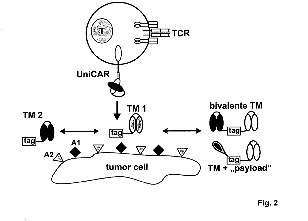 Universal chimeric antigen expressing immune cells for targeting of diverse multiple antigens and method of manufacturing the same and use of the same for treatment of cancer, infections and autoimmune disorders