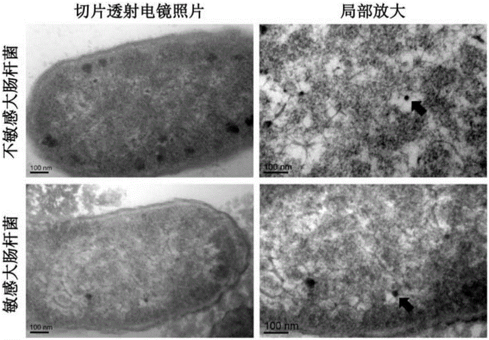 Polyethylene glycol vitamin E succinate modified tigecycline loading silver nanoparticles as well as preparation and application