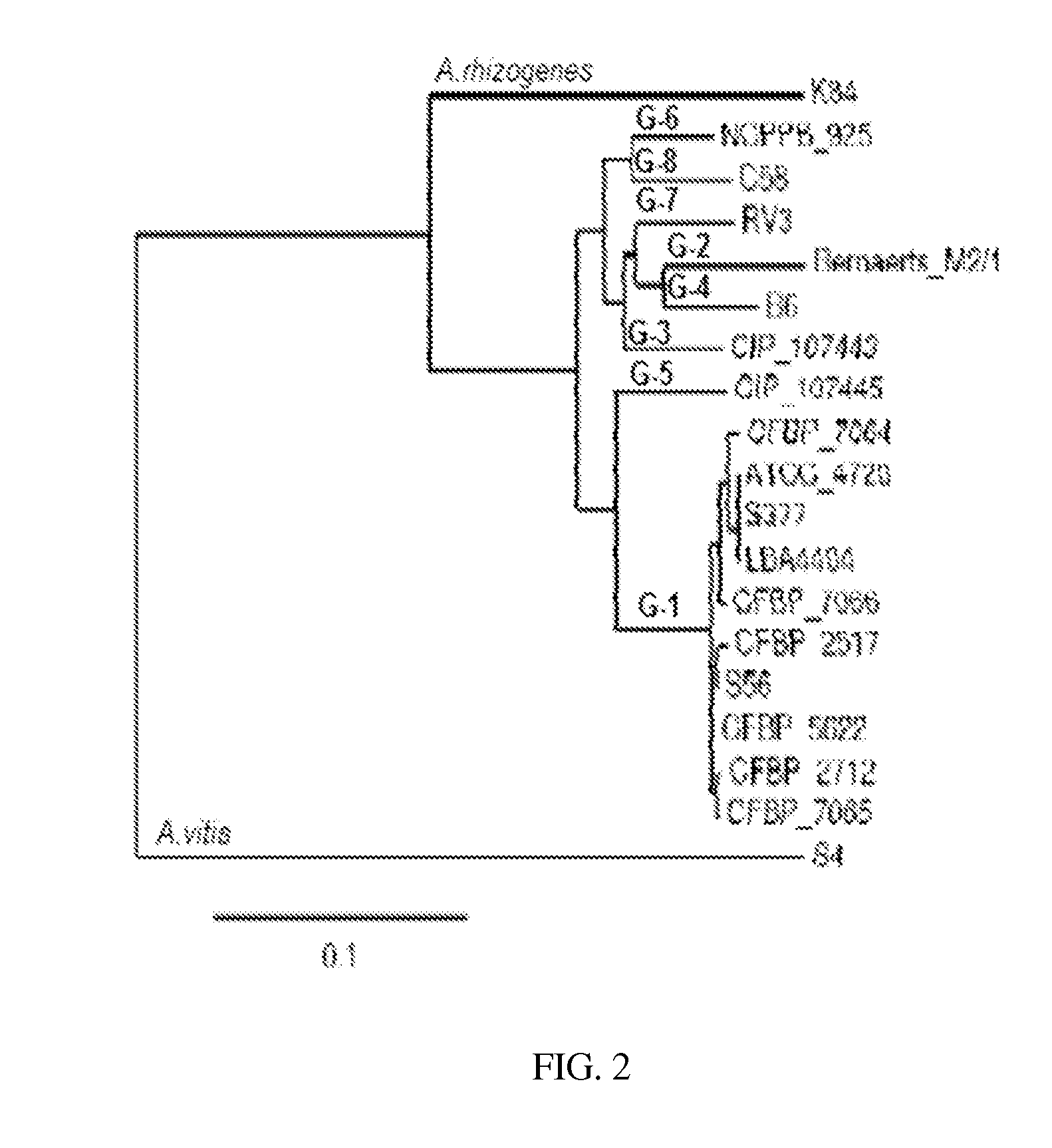 Methods and compositions for recombination a gene-deficient strains of agrobacterium tumefaciens